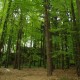 staffel09074