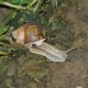 FlembachuetteMai09039