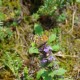 FlembachuetteMai09042