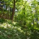 FlembachuetteMai09082