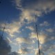 Kuppe2009057