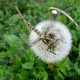 Kuppe2009068